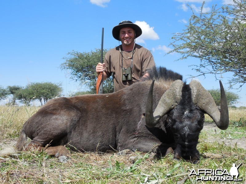 Black Wildebeest hunted with Ozondjahe Hunting Safaris in Namibia