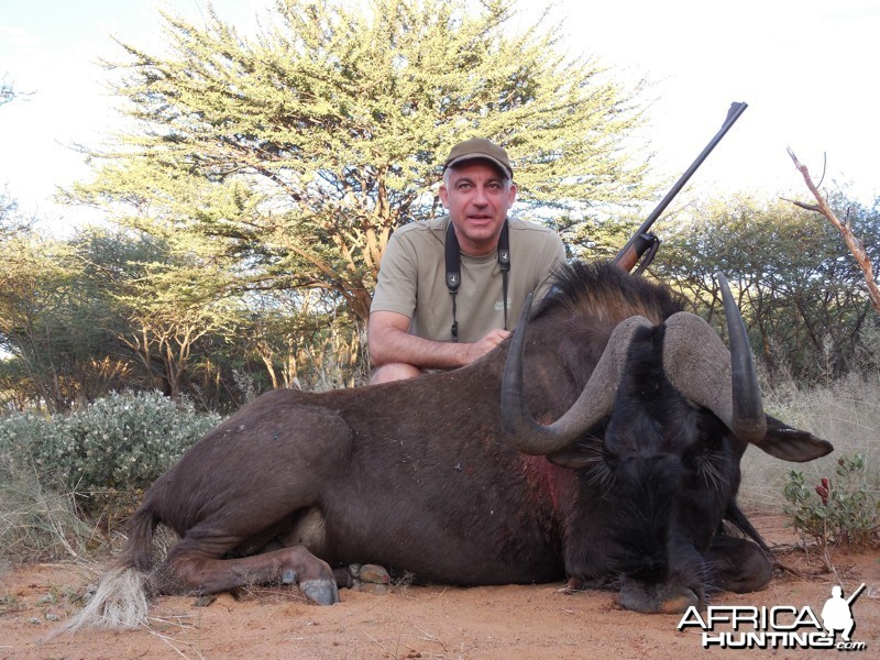 Black Wildebeest hunted with Ozondjahe Hunting Safaris in Namibia