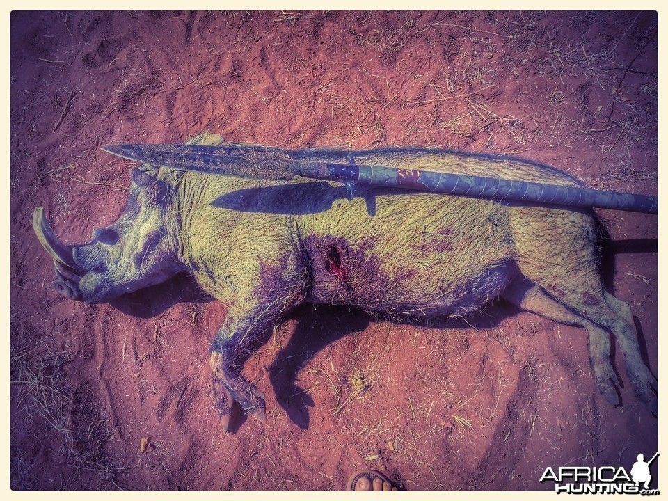 Warthog