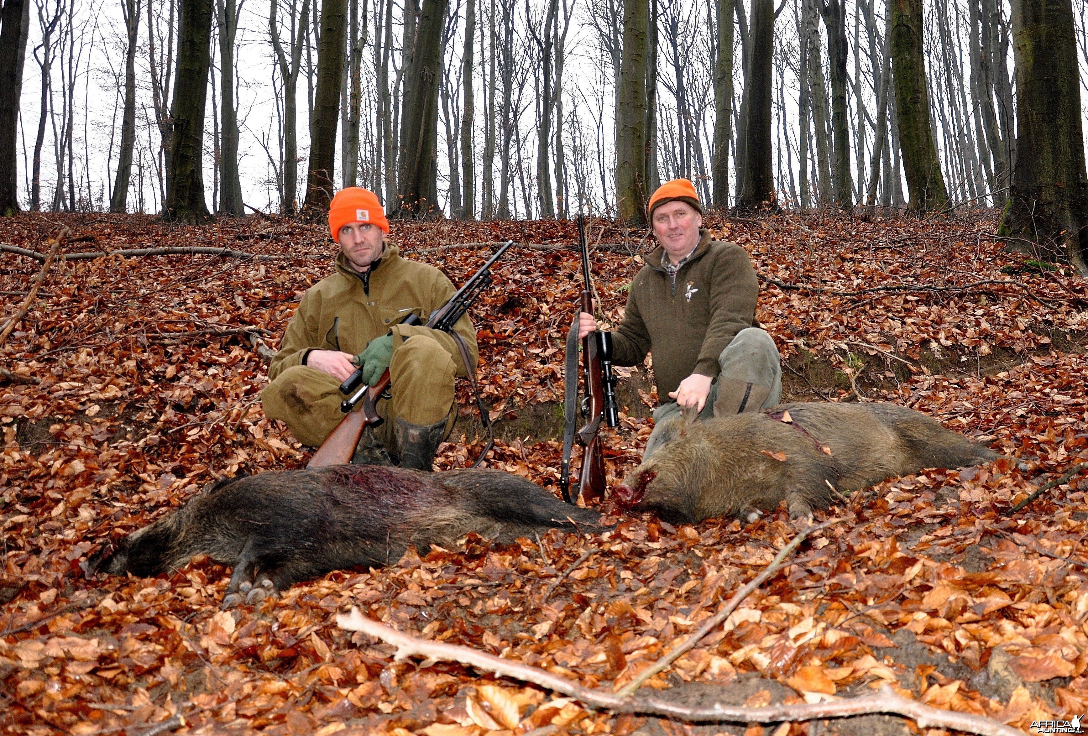 Driven boar hunt hungary January 2015
