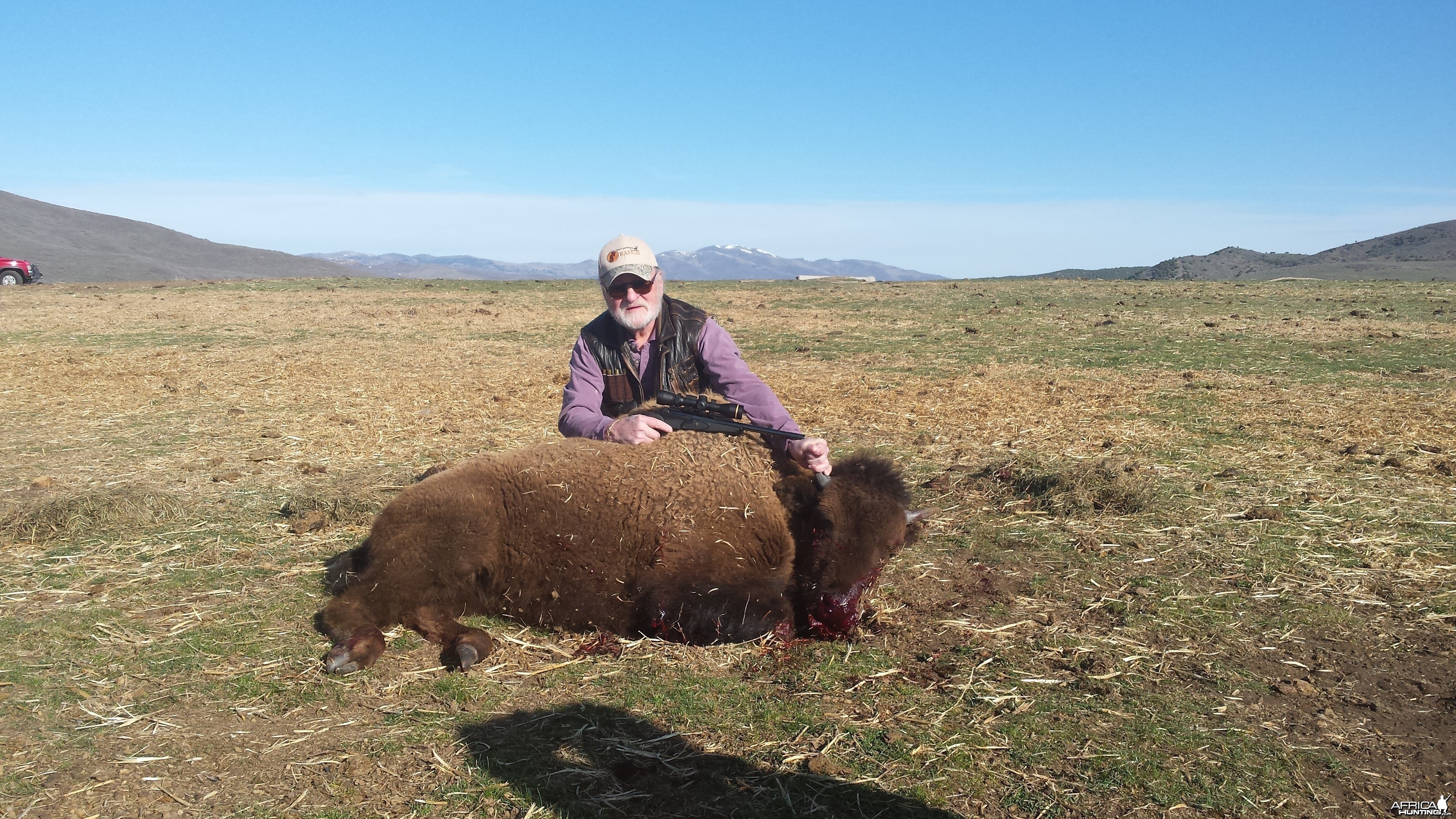 bison,its what for dinner!!!