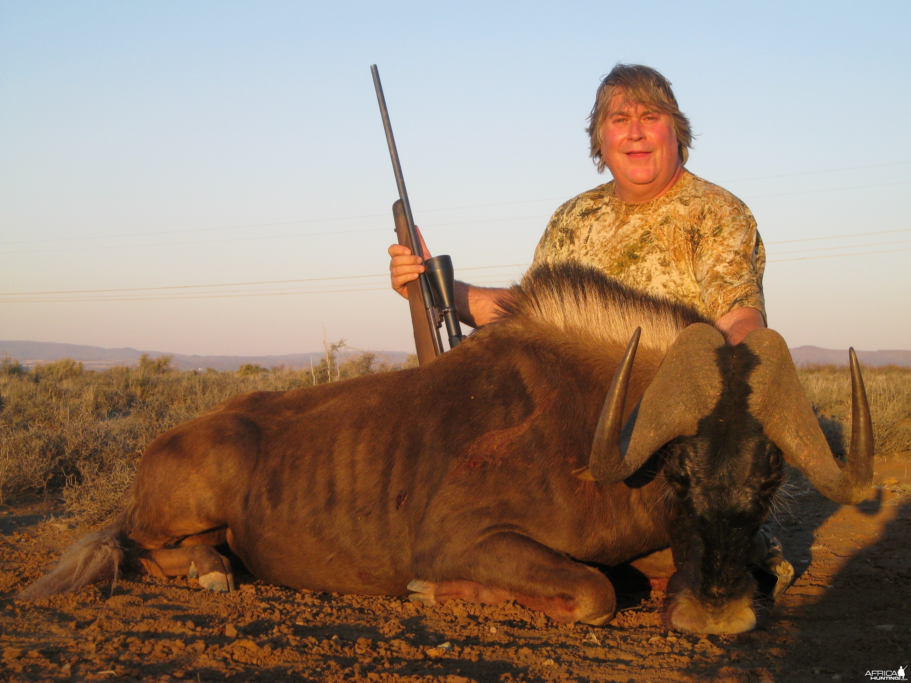 Black Wildebeest