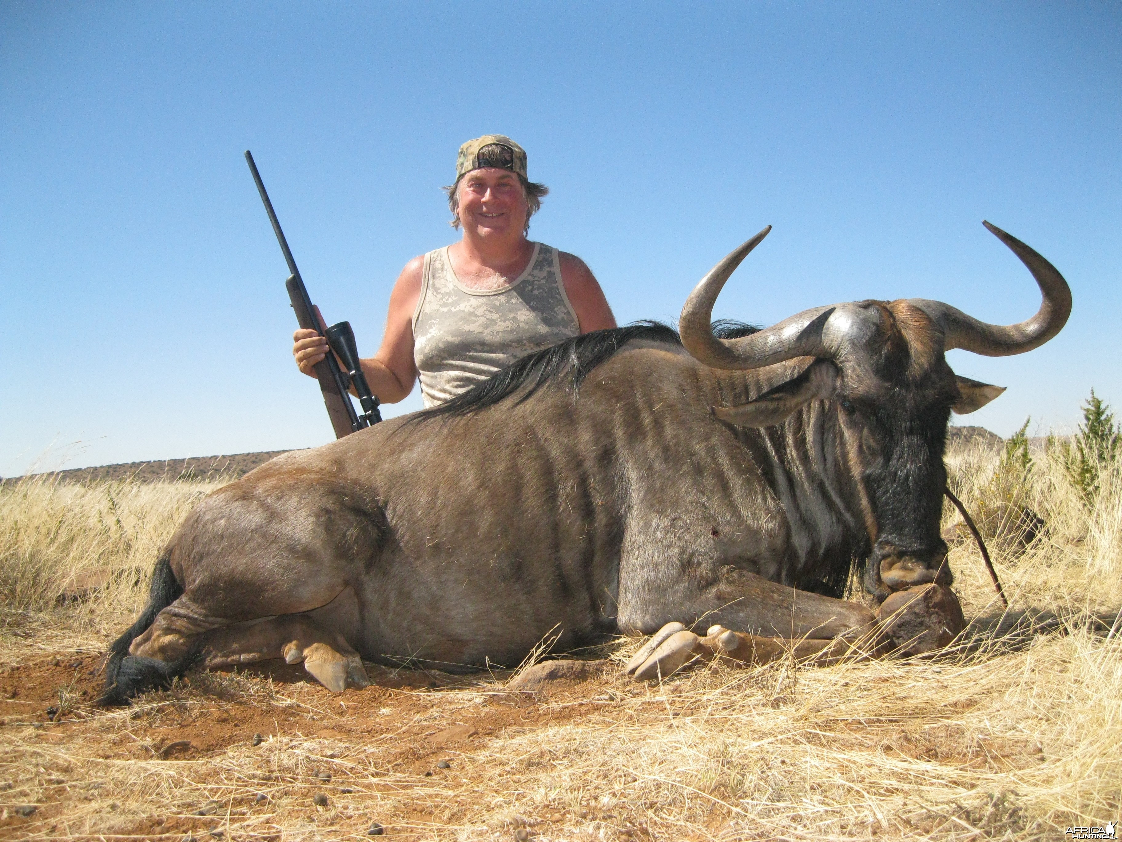 Blue Wildebeest