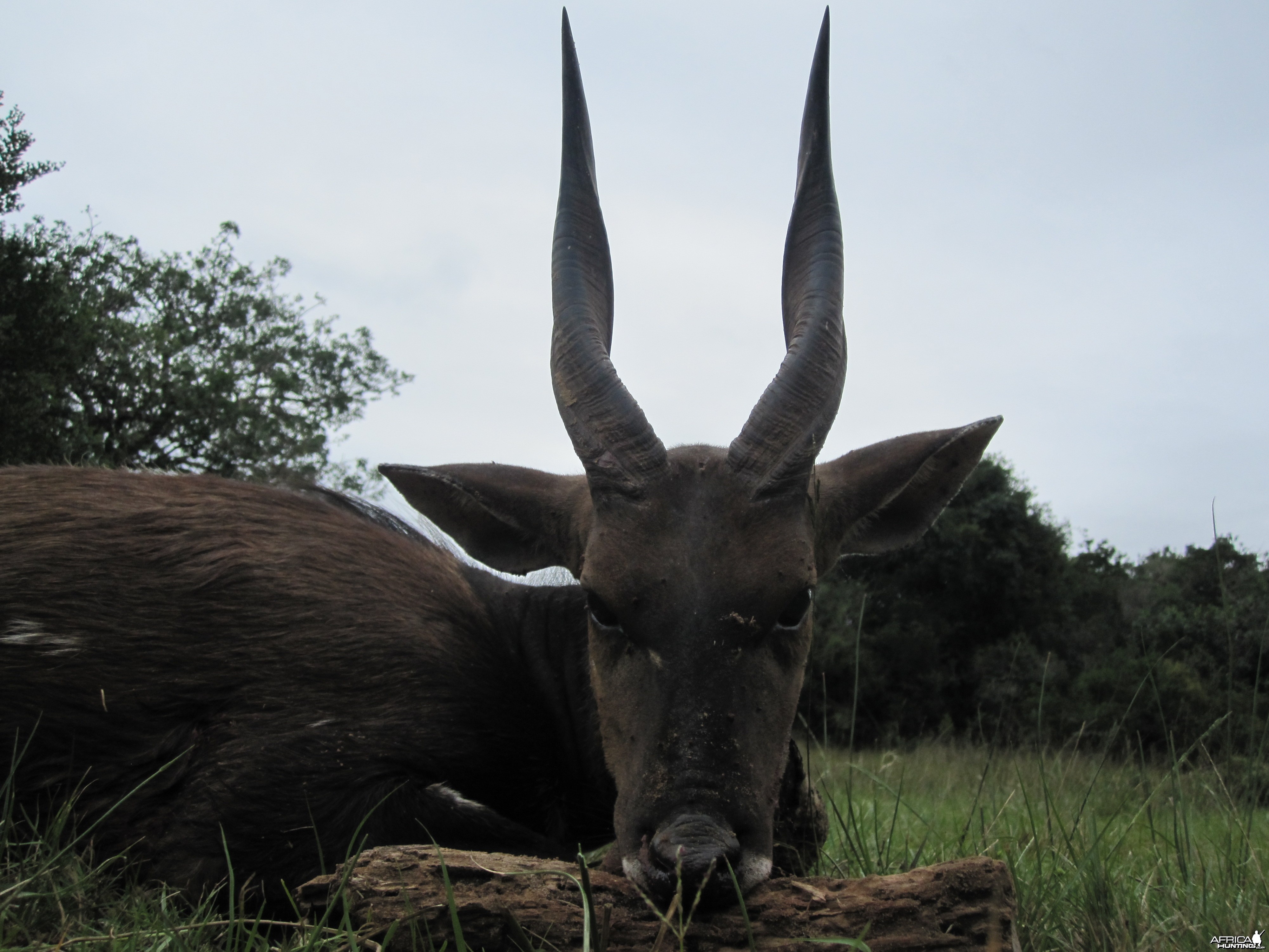 Bushbuck