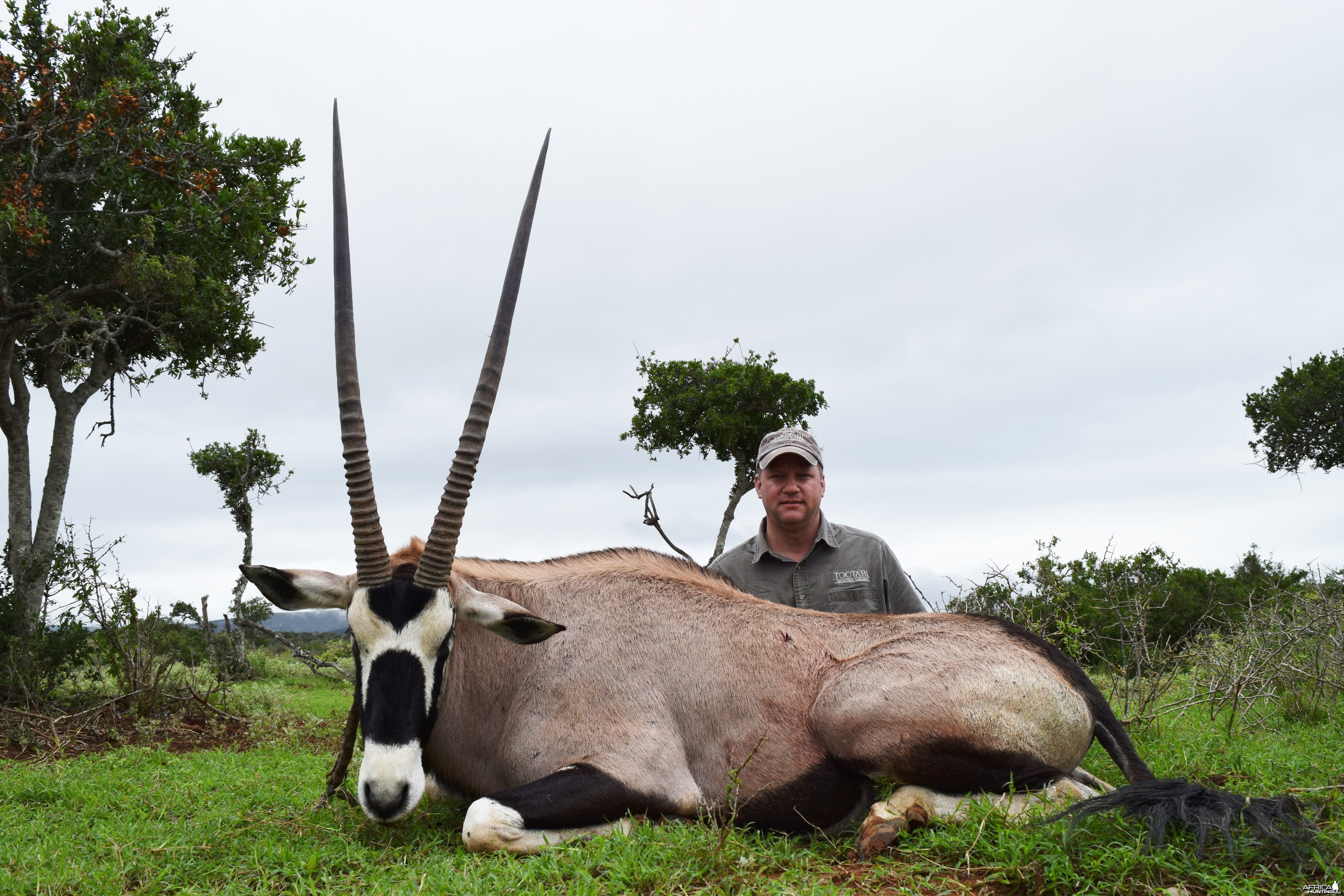 Gemsbok