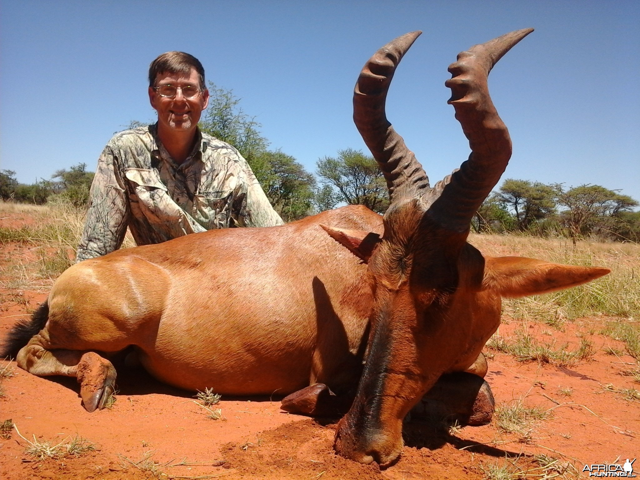 Red hartebeest Hartzview