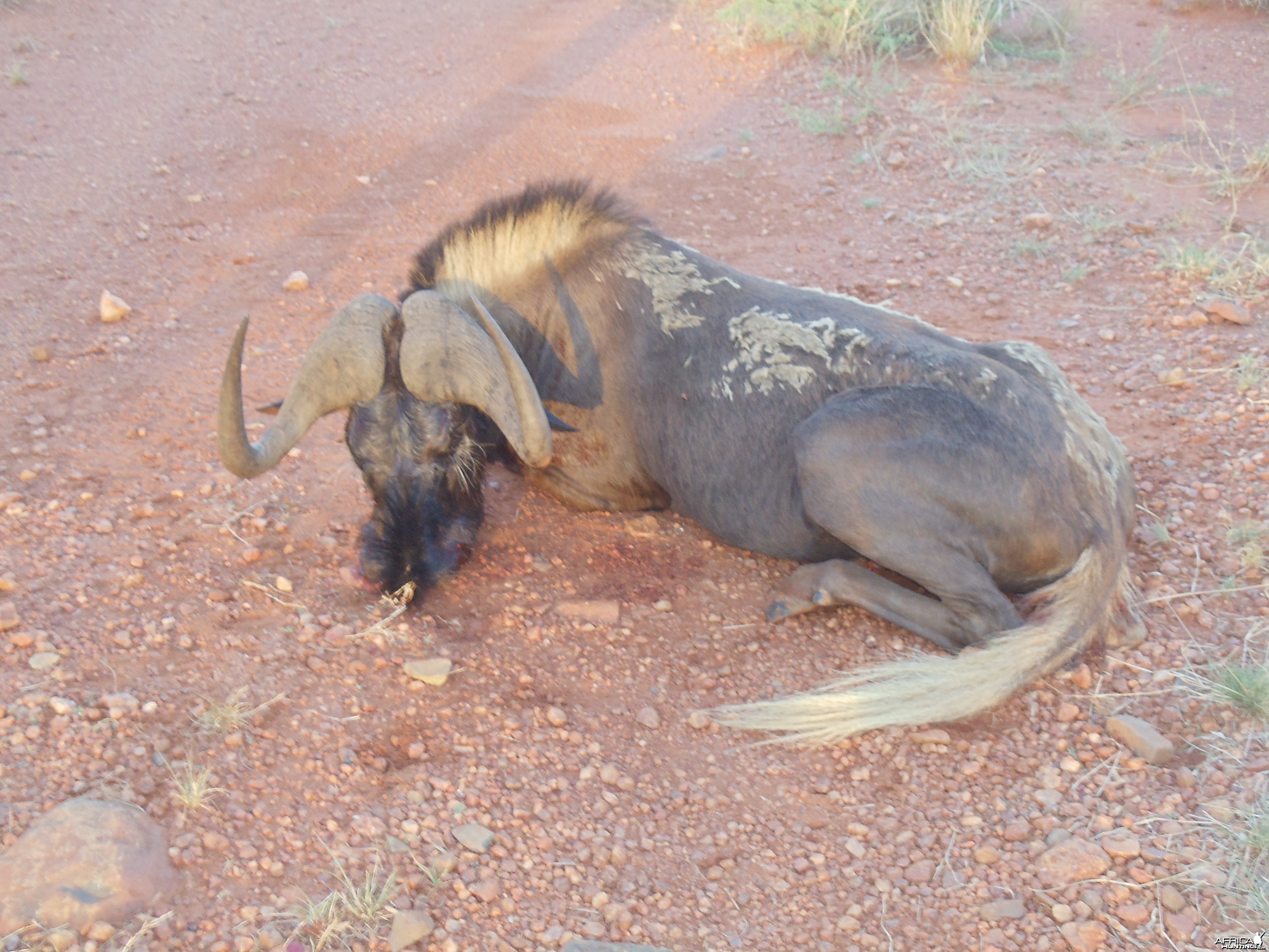 black wildebeest Hartzview