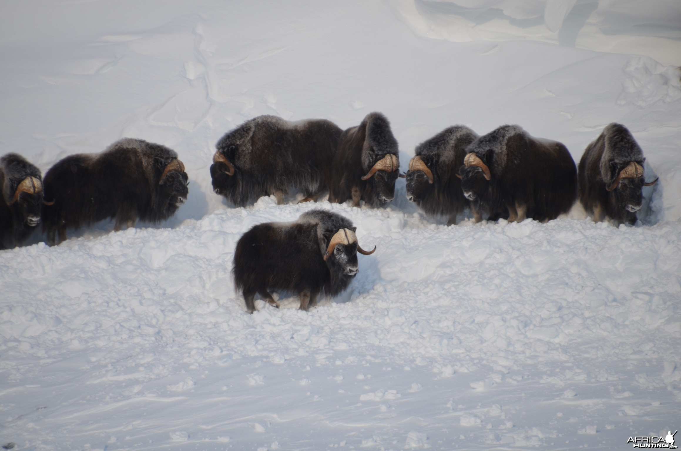 Barren Ground Musk-Ox Hunt