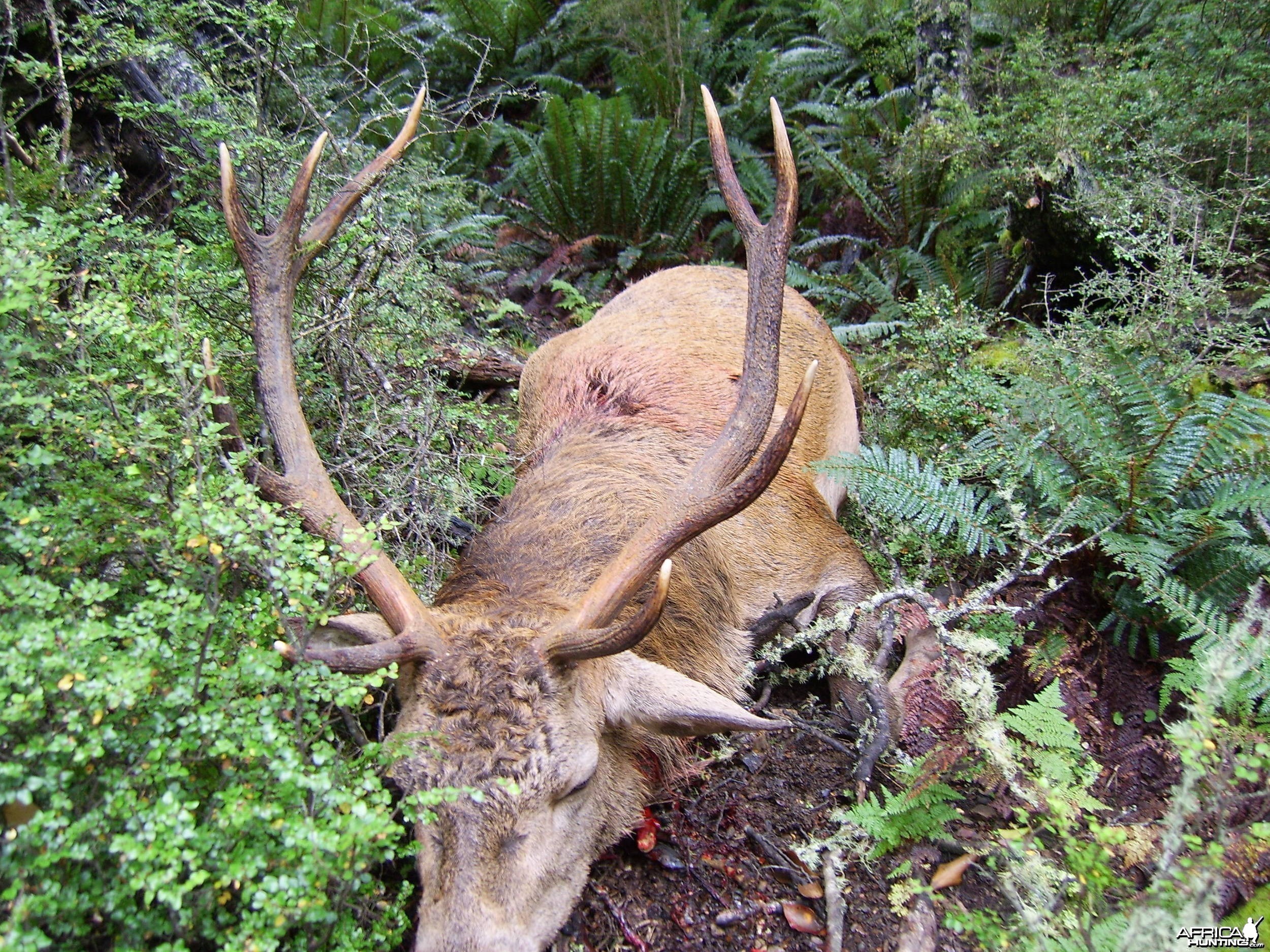 Hunting Red Stag New Zealand