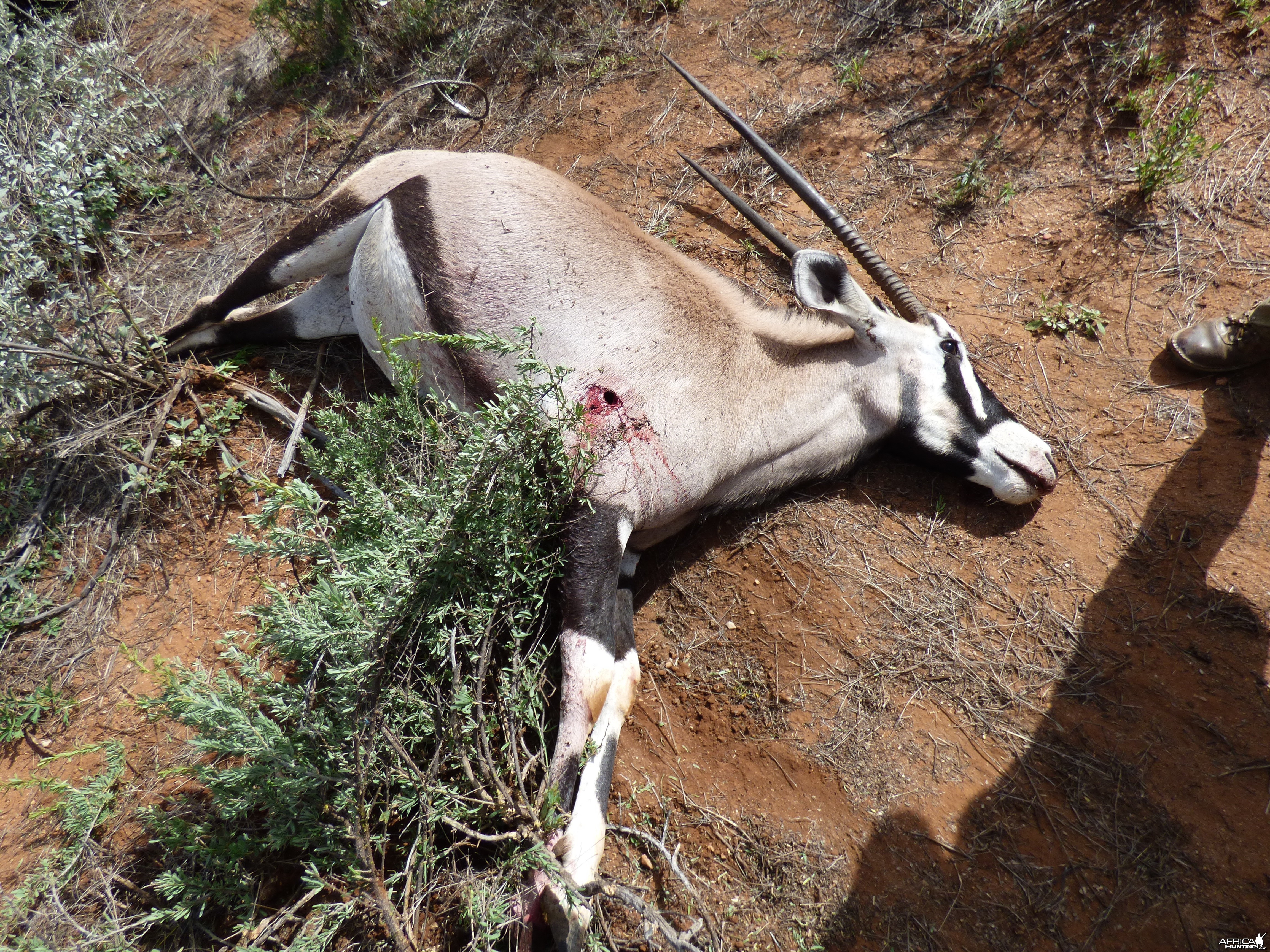 Oryx down