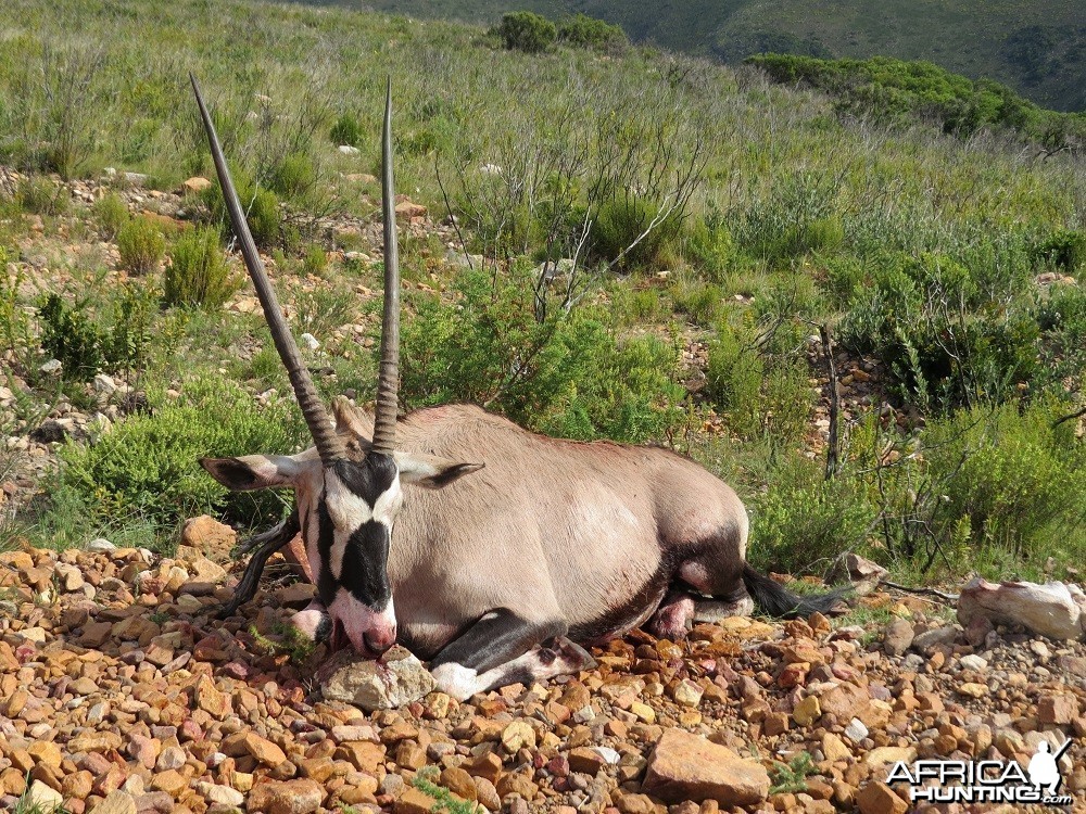 Gemsbok