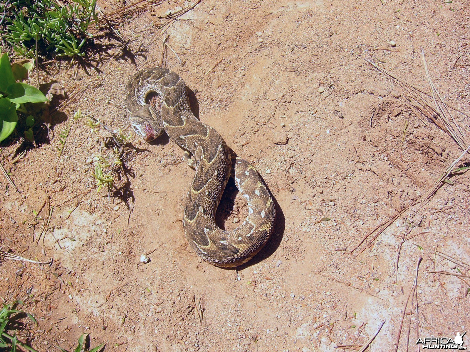 Puffadder in Namibia