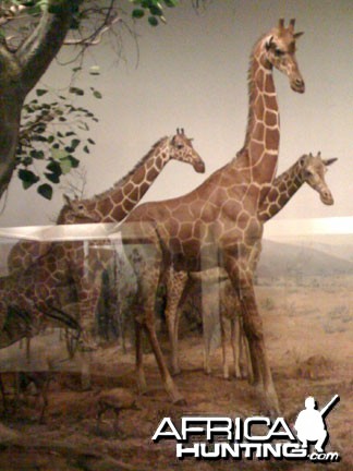 Taxidermy Reticulated Giraffe