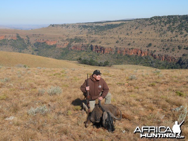 Black Wildebeest