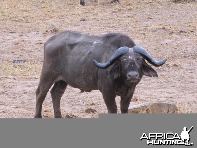 Hunting Tanzania... Old Buffalo Warrior in Kilombero