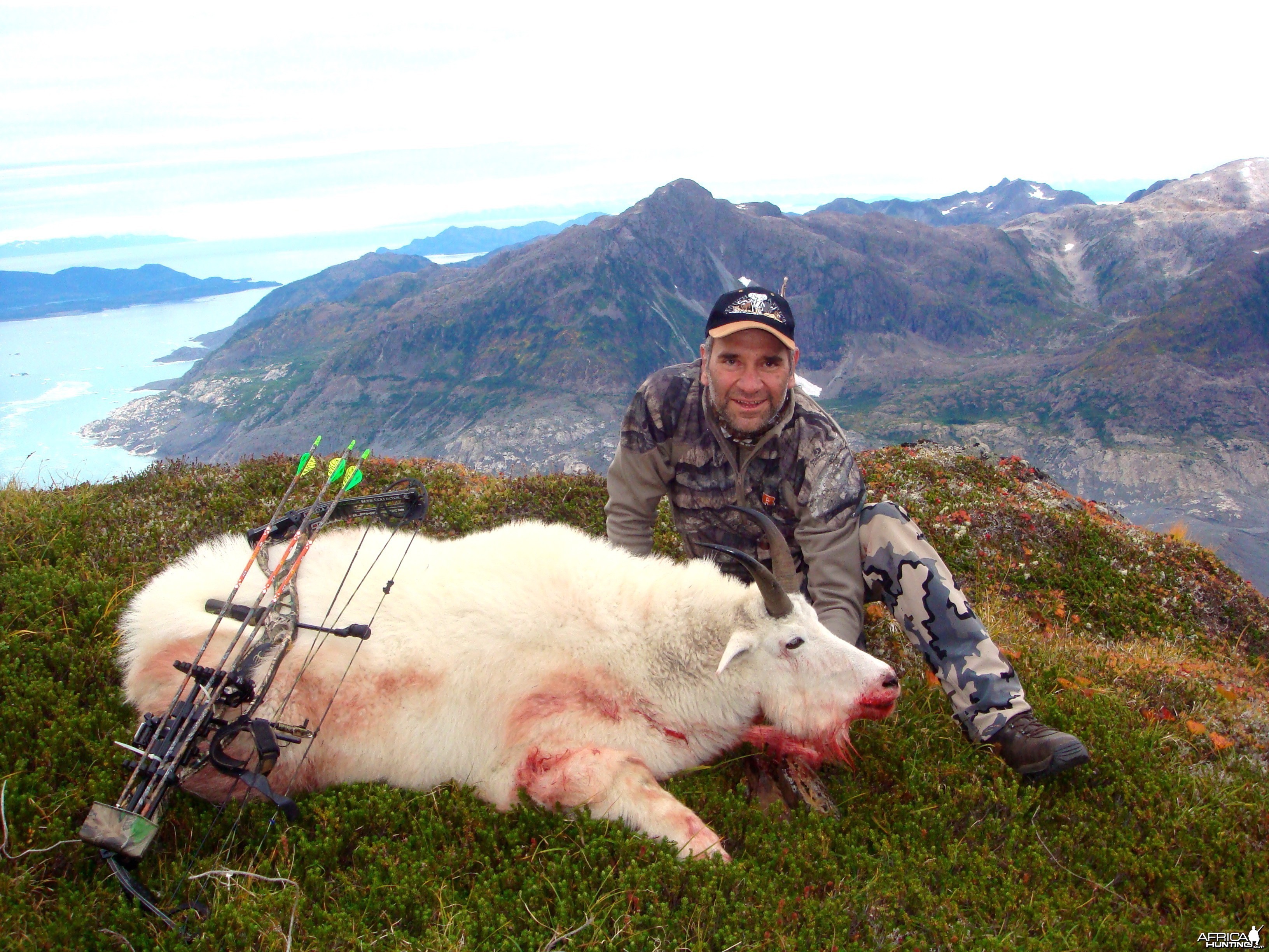 Goat in Alaska