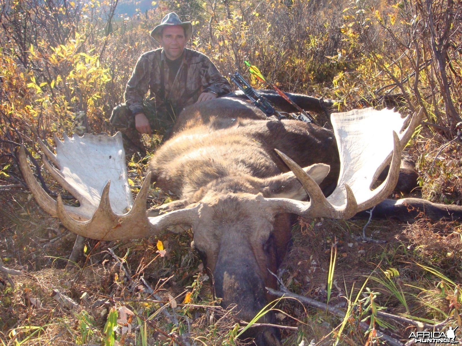 Moose Alaska 2010