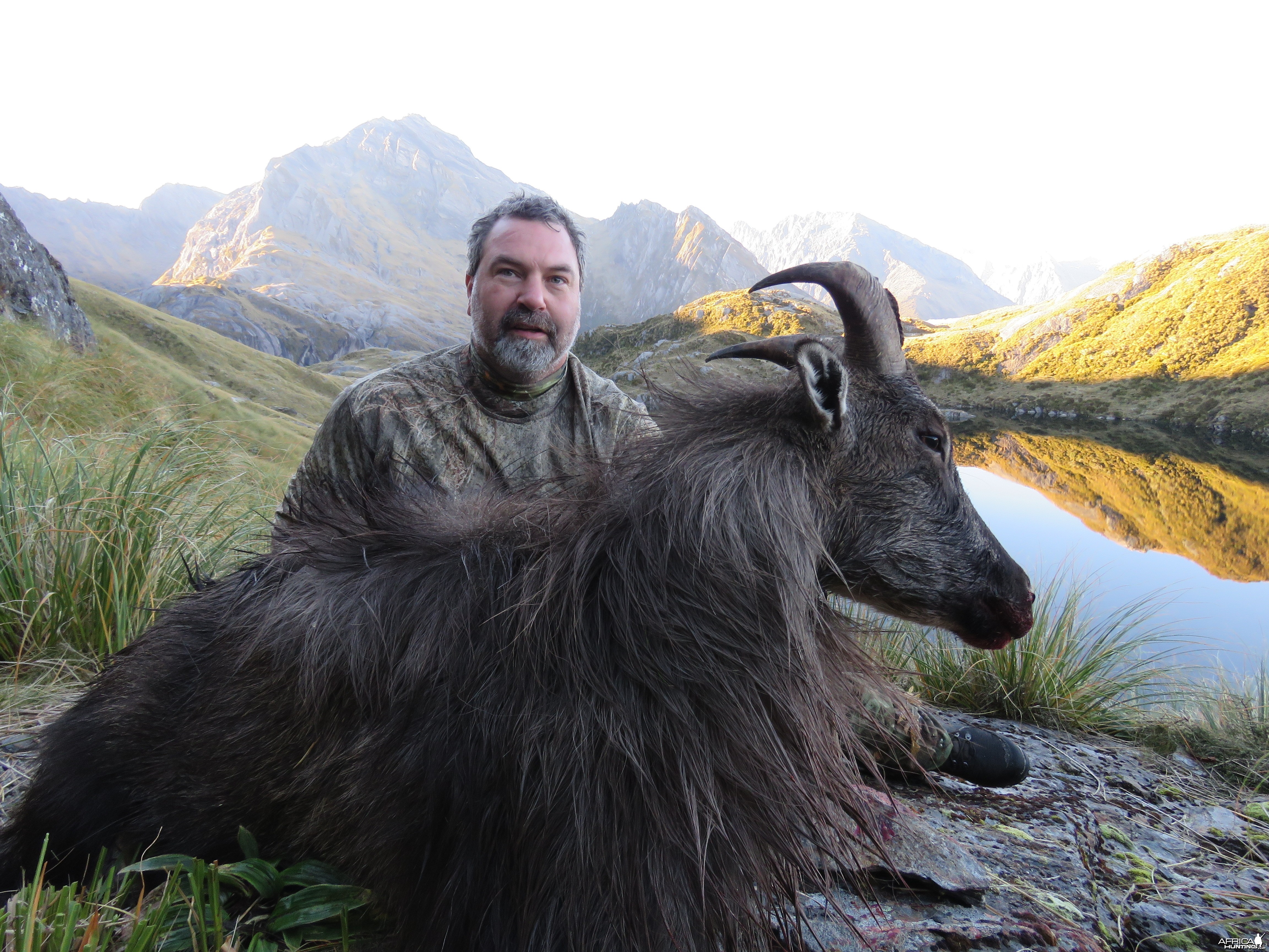 NZ tahr