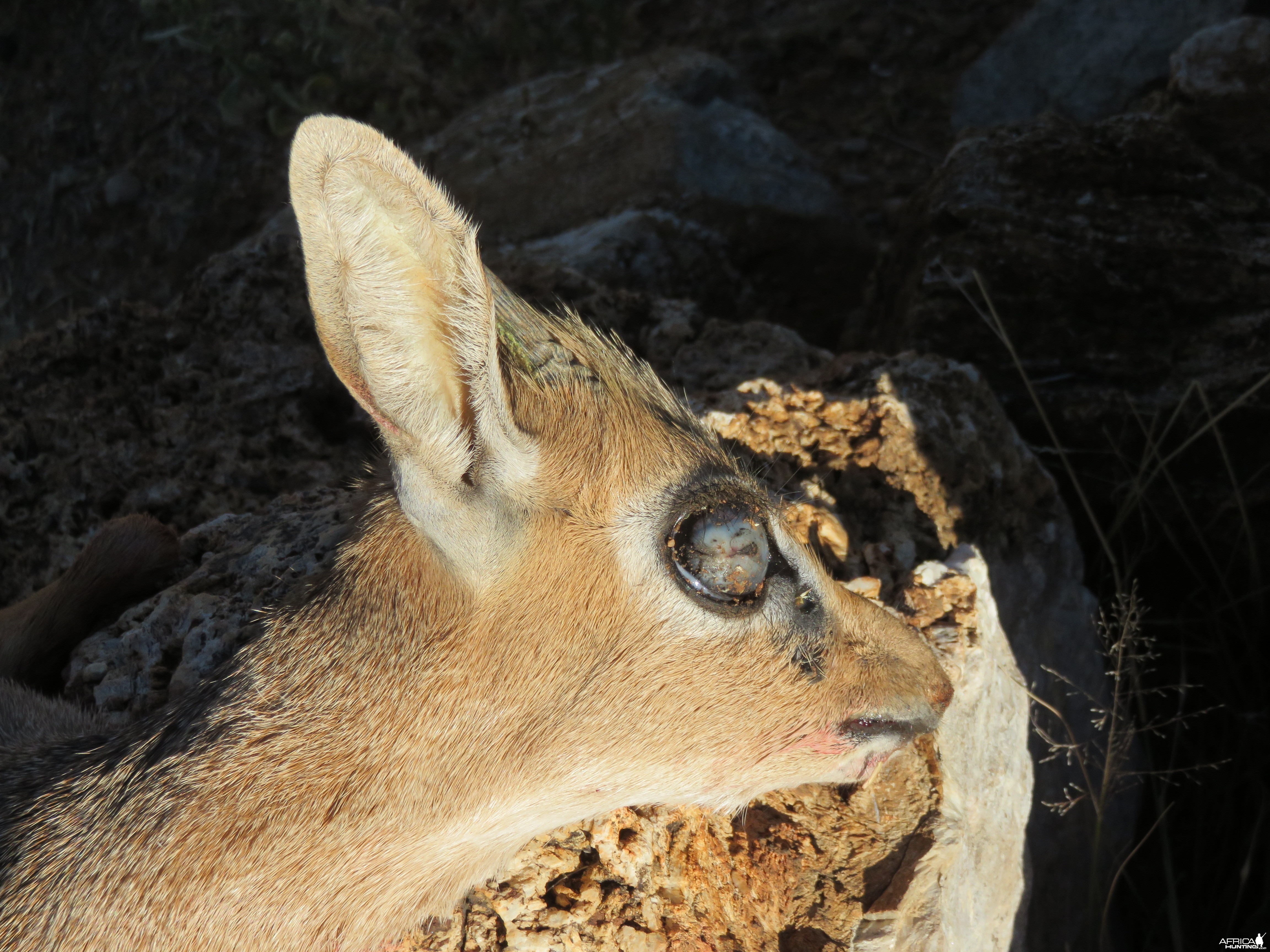 Damara Dik Dik