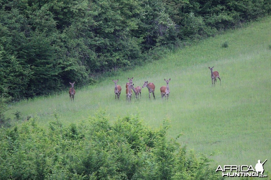 Hunting Romania