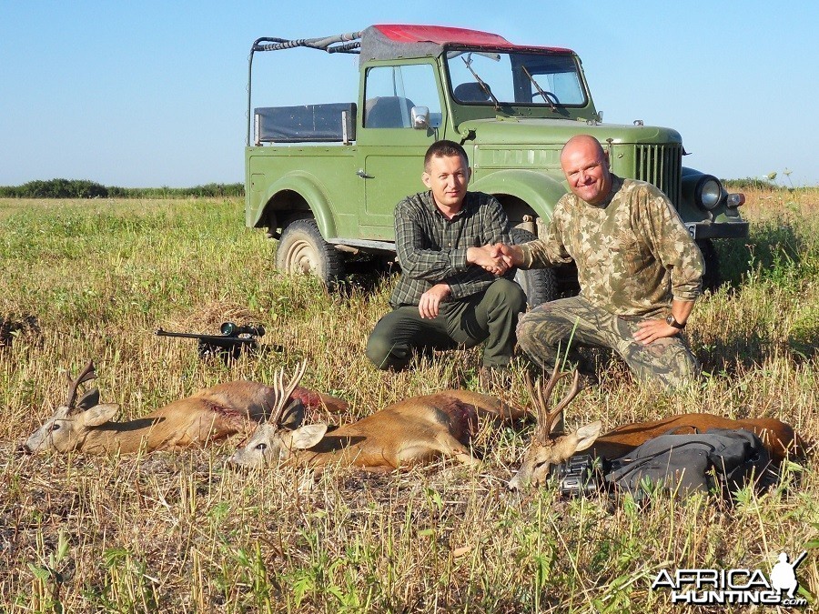 Hunting Roe Deer in Romania