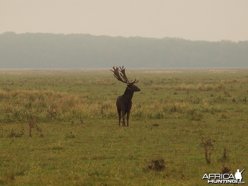 Fallow Deer Romania