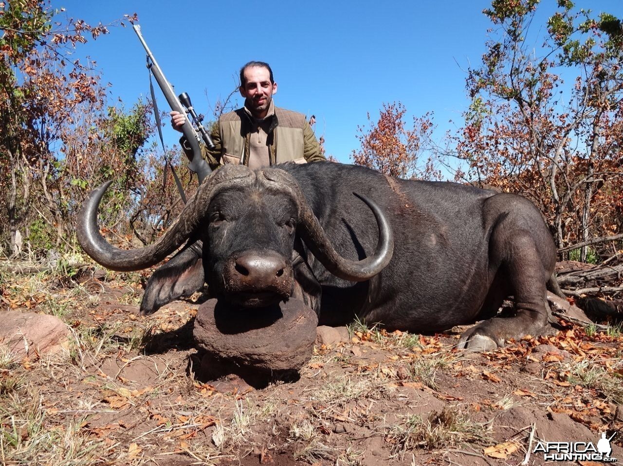 Buffalo kwalata wilderness