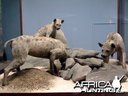 Taxidermy Spotted Hyena