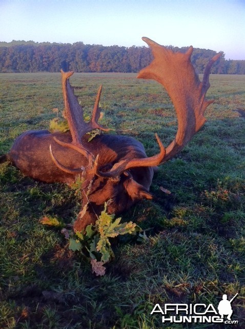 Fallow Deer Hunt in Romania