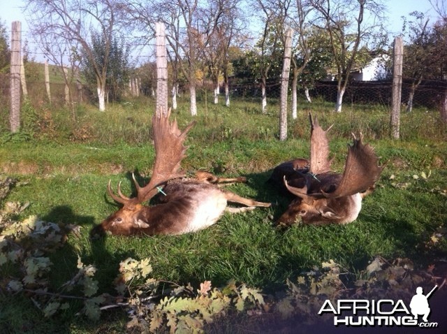 Fallow Deer Hunt in Romania