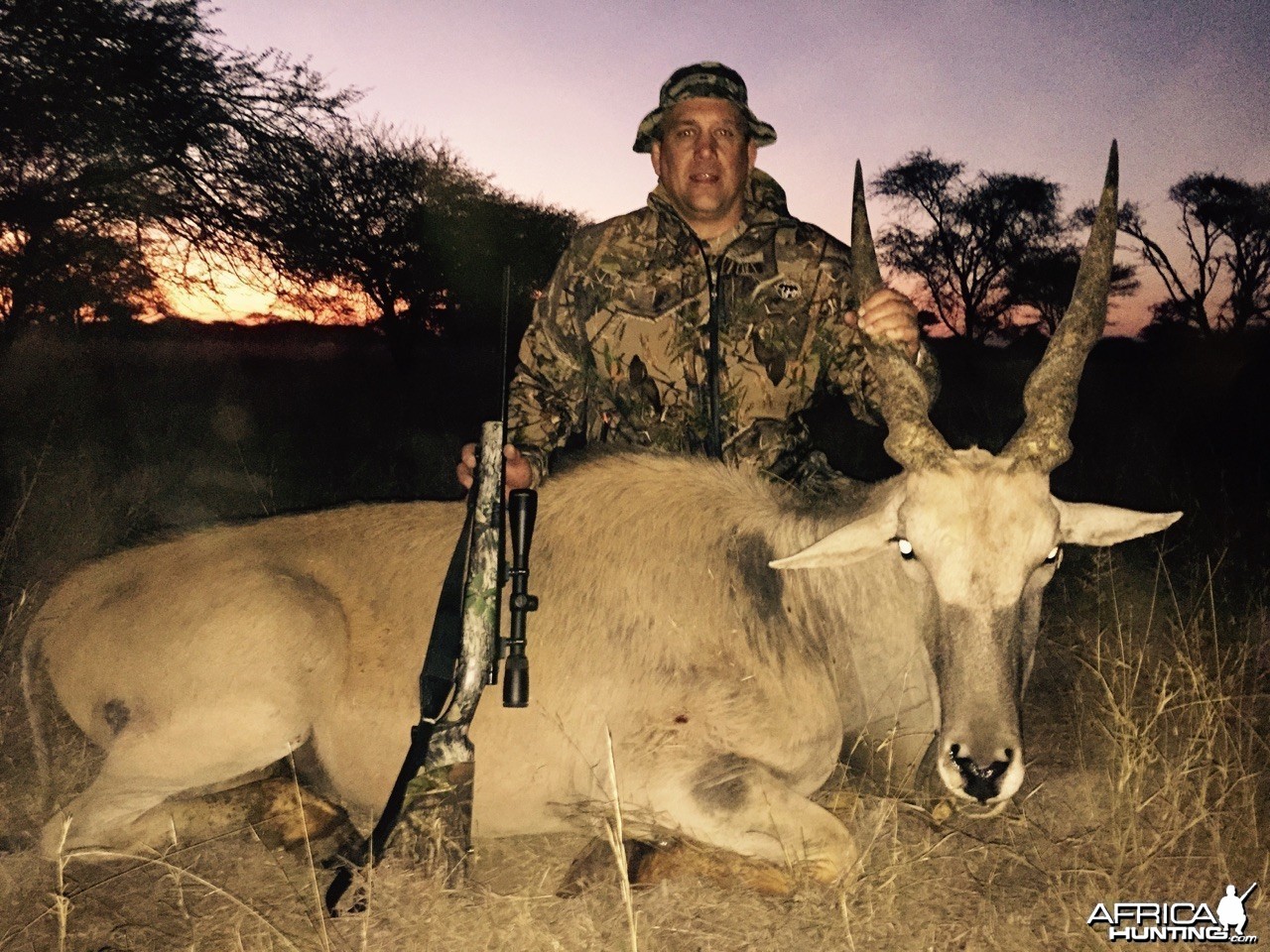 Young Eland Bull