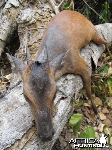 Duiker Tanzania