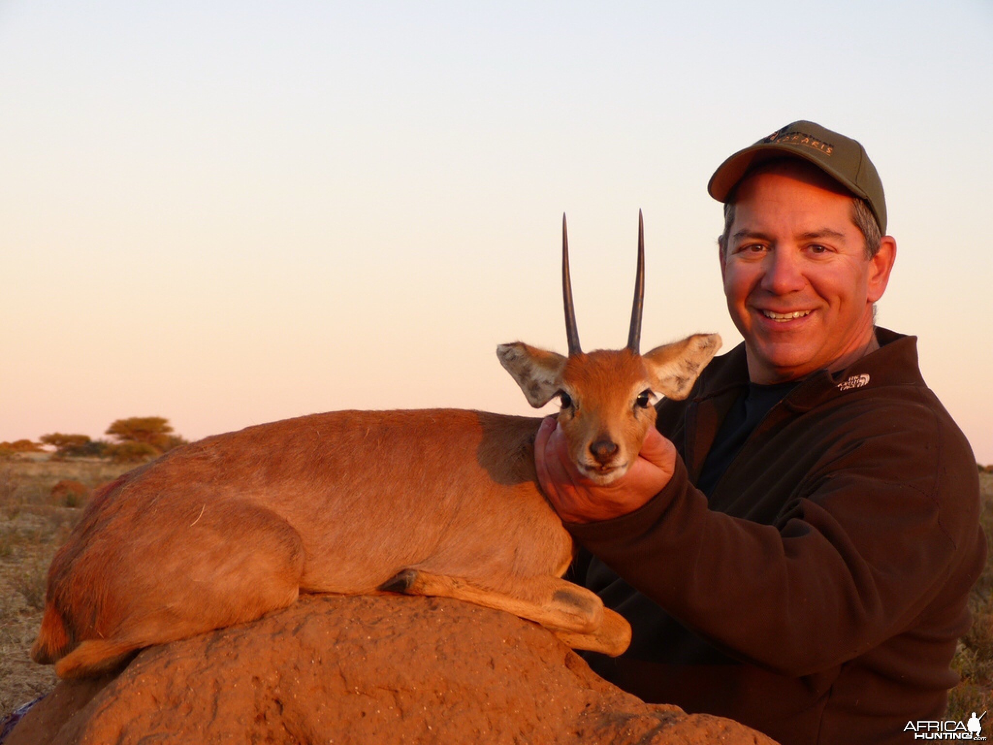 African Steenbuck