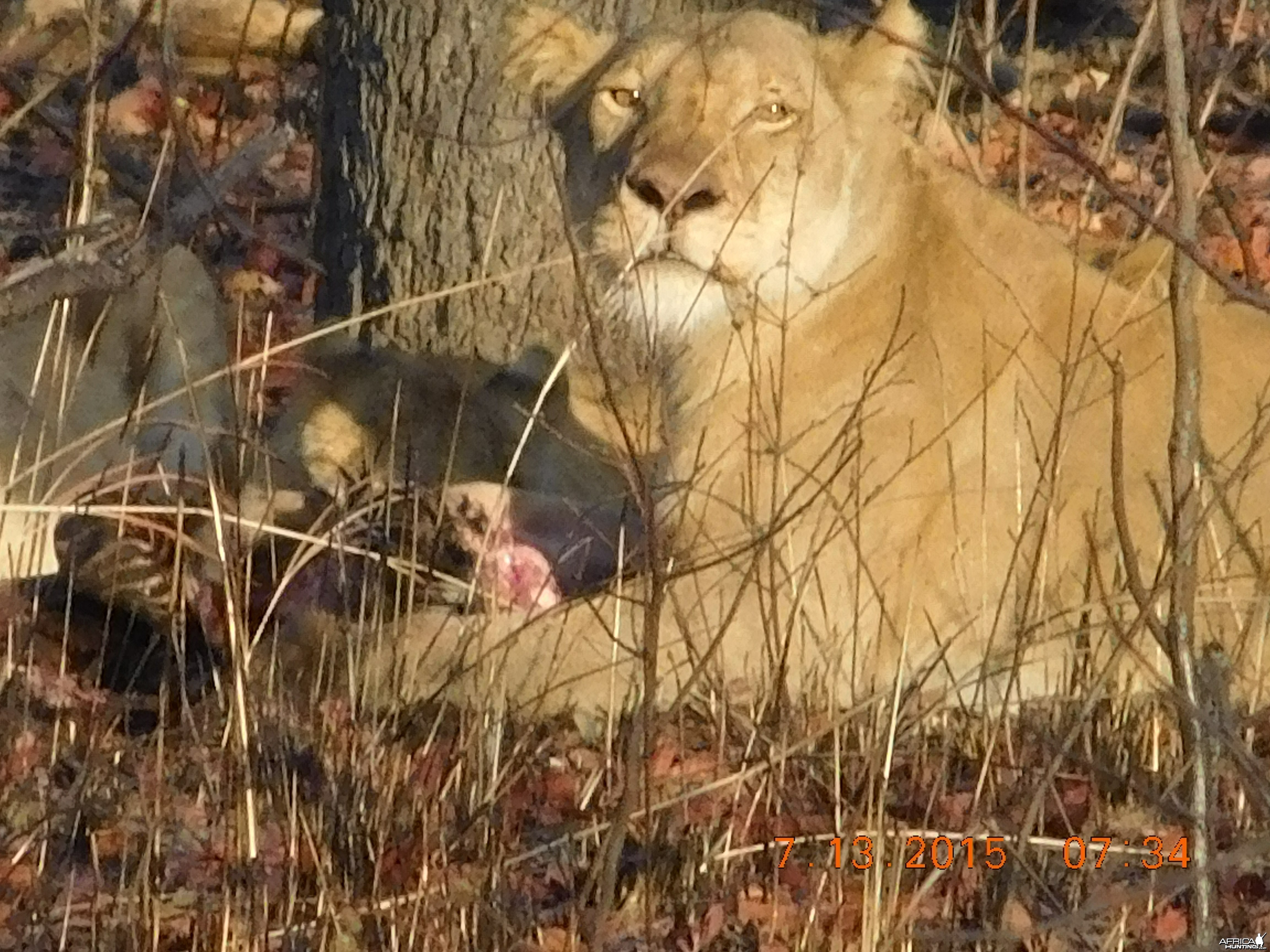 Lioness in Tanzania