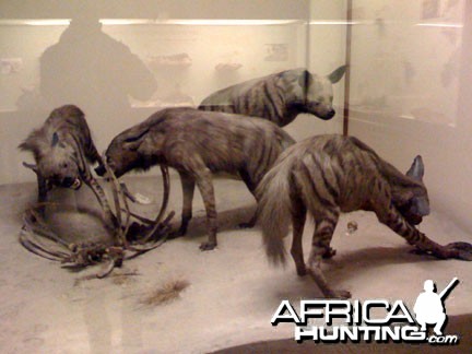 Taxidermy Stripped Hyena