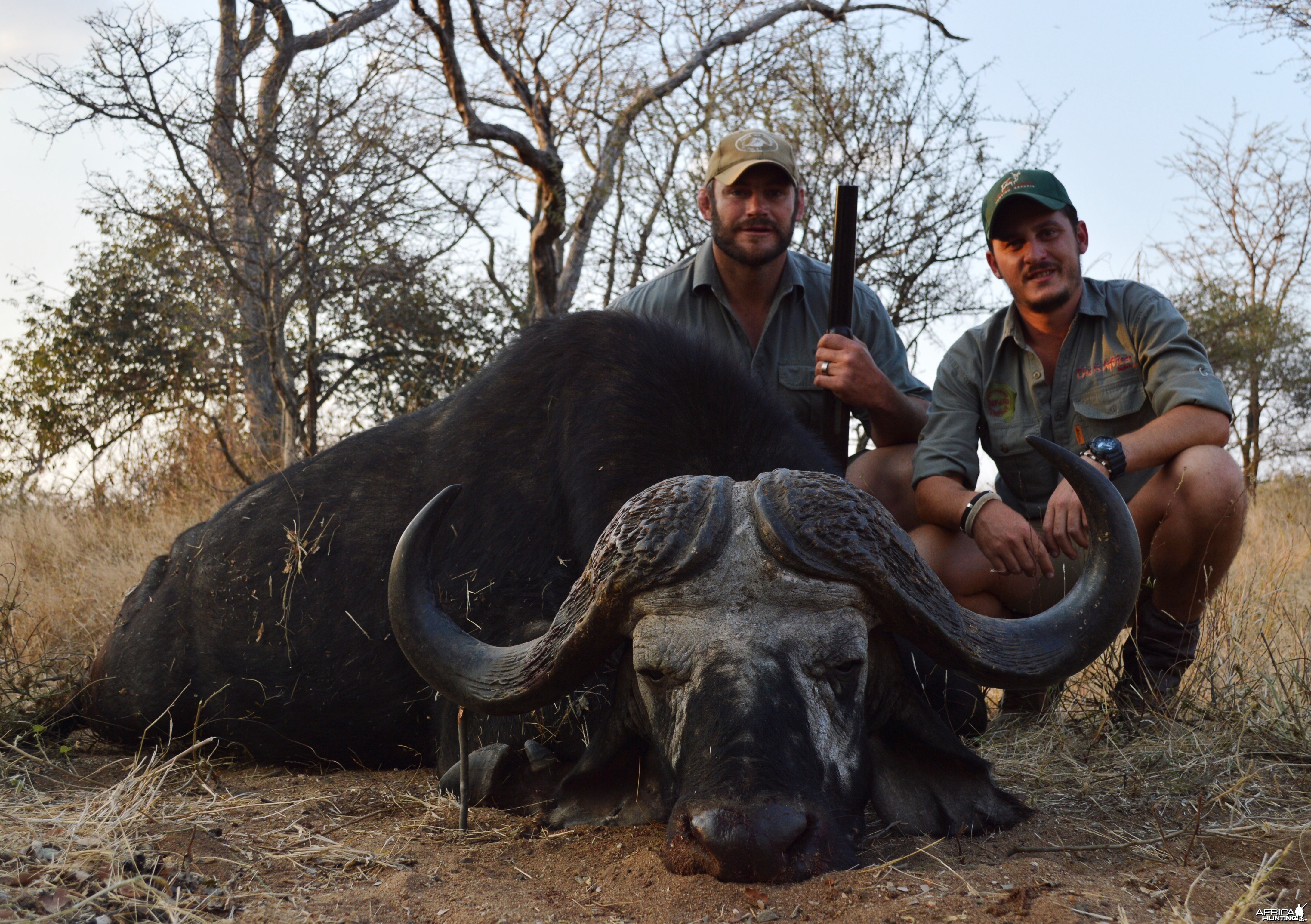 Buffalo bull South-Africa