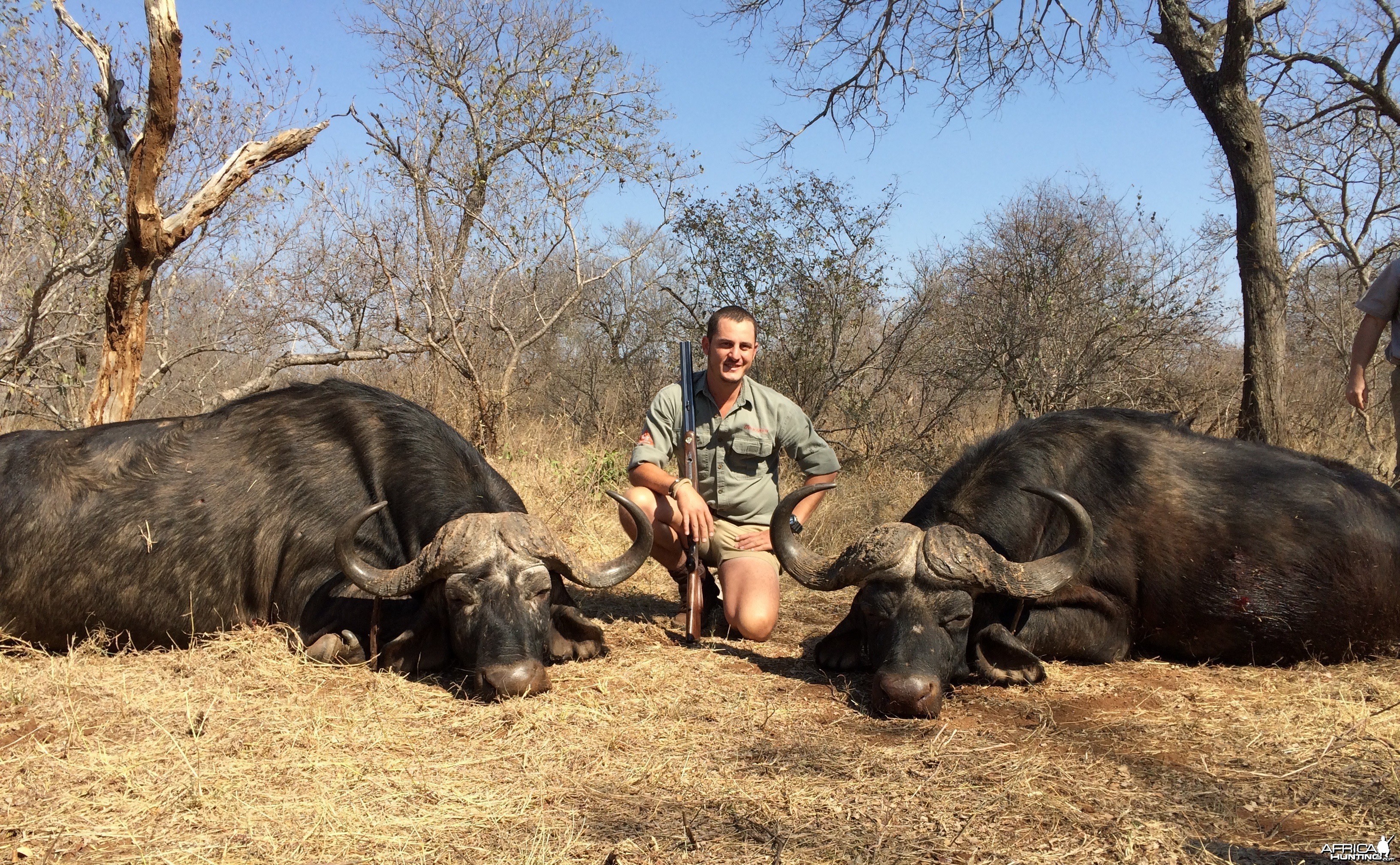 Buffalo bulls