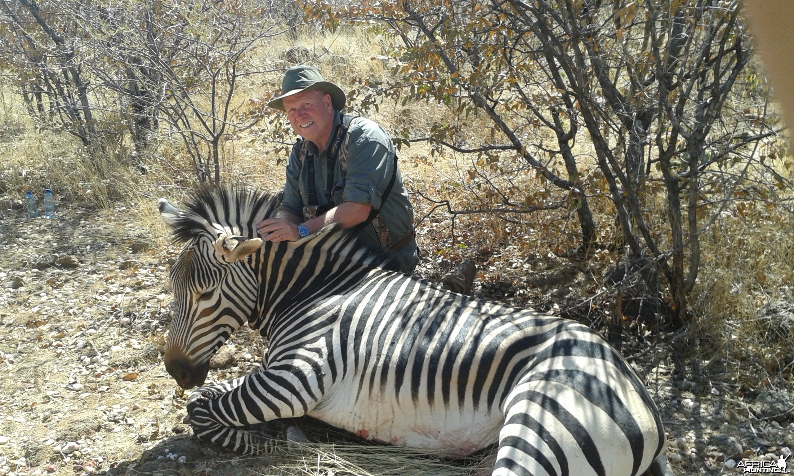 Hartmann's Mountain Zebra