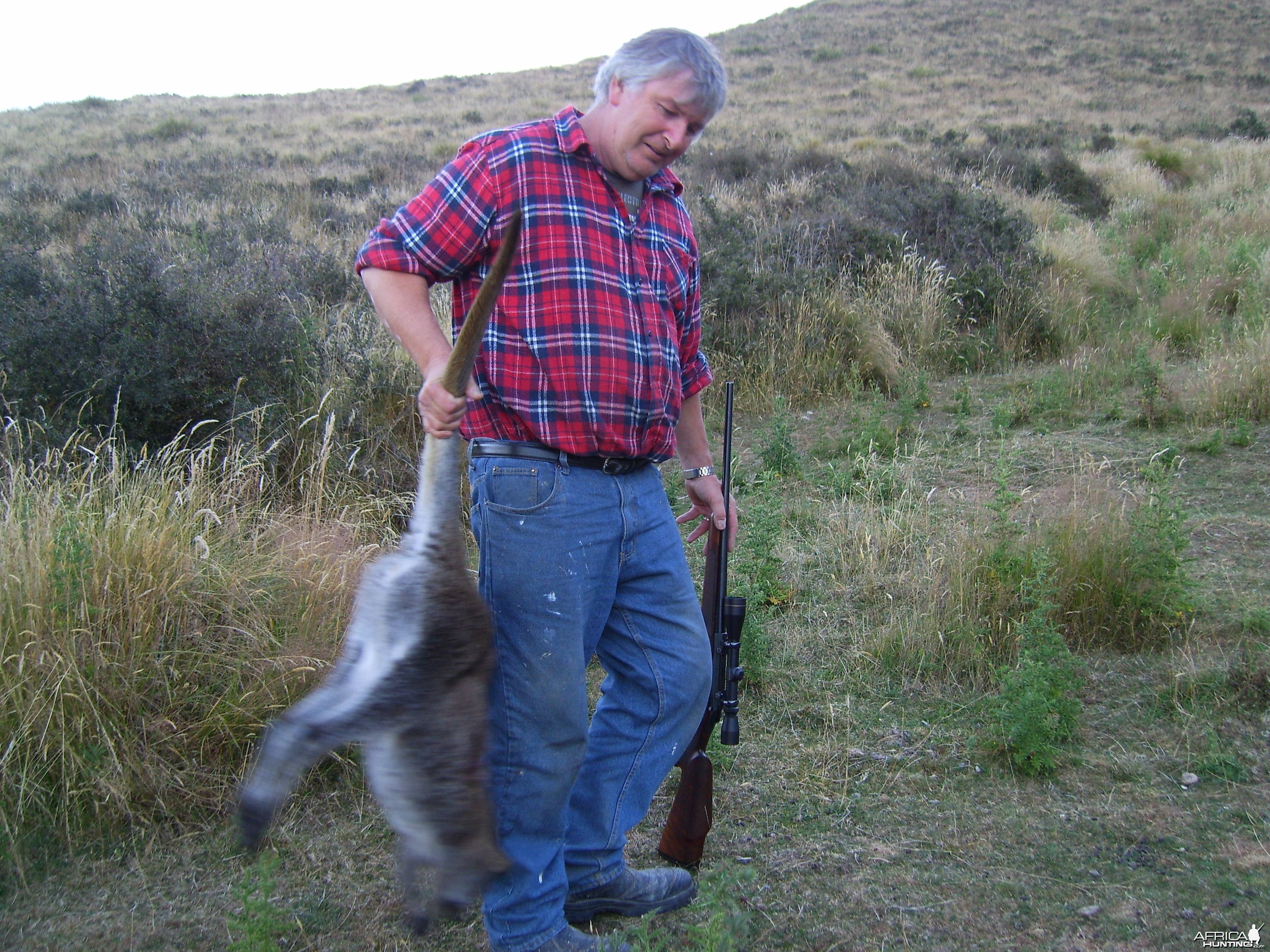 Wallaby hunting - New Zealand