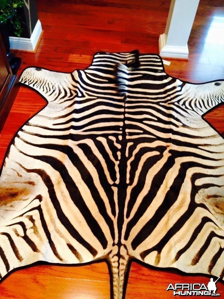 Burchell's Zebra Rug is Finally Complete