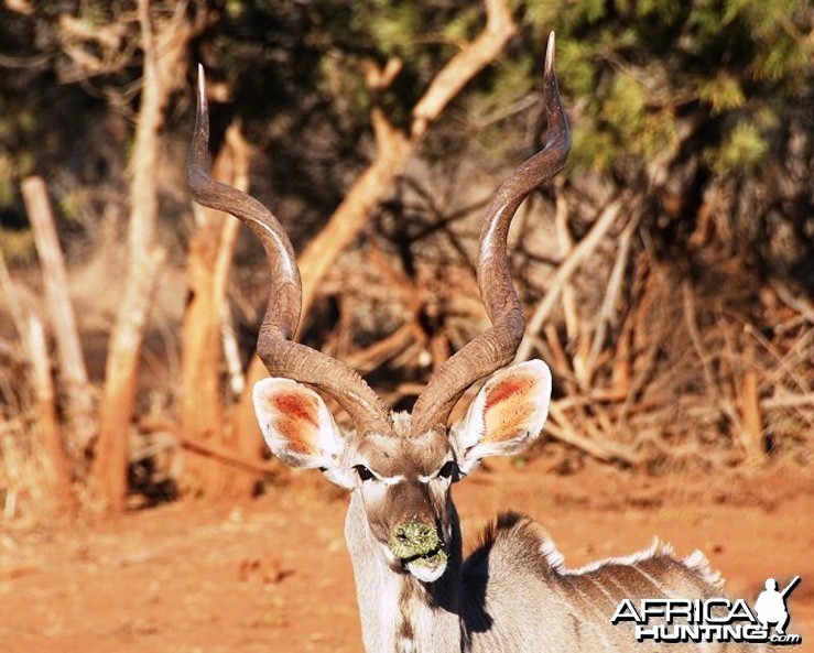 Kudu South Africa