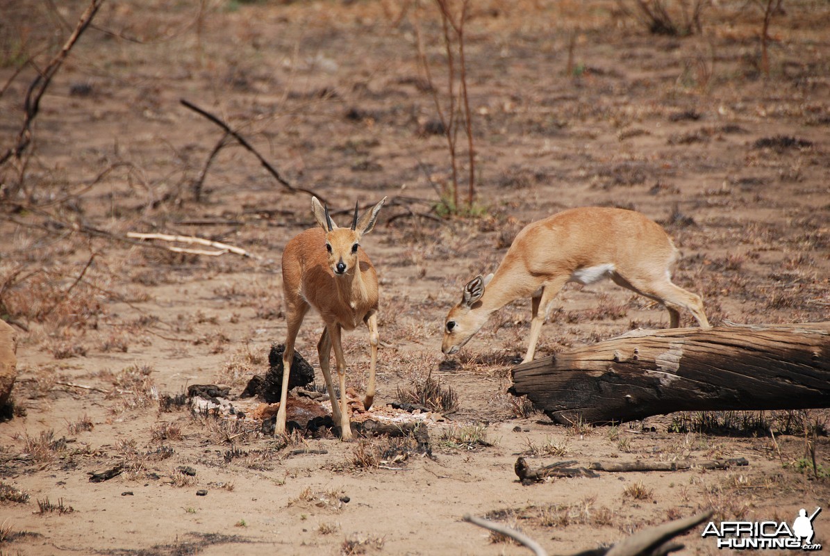 Steenbok couple in South Africa