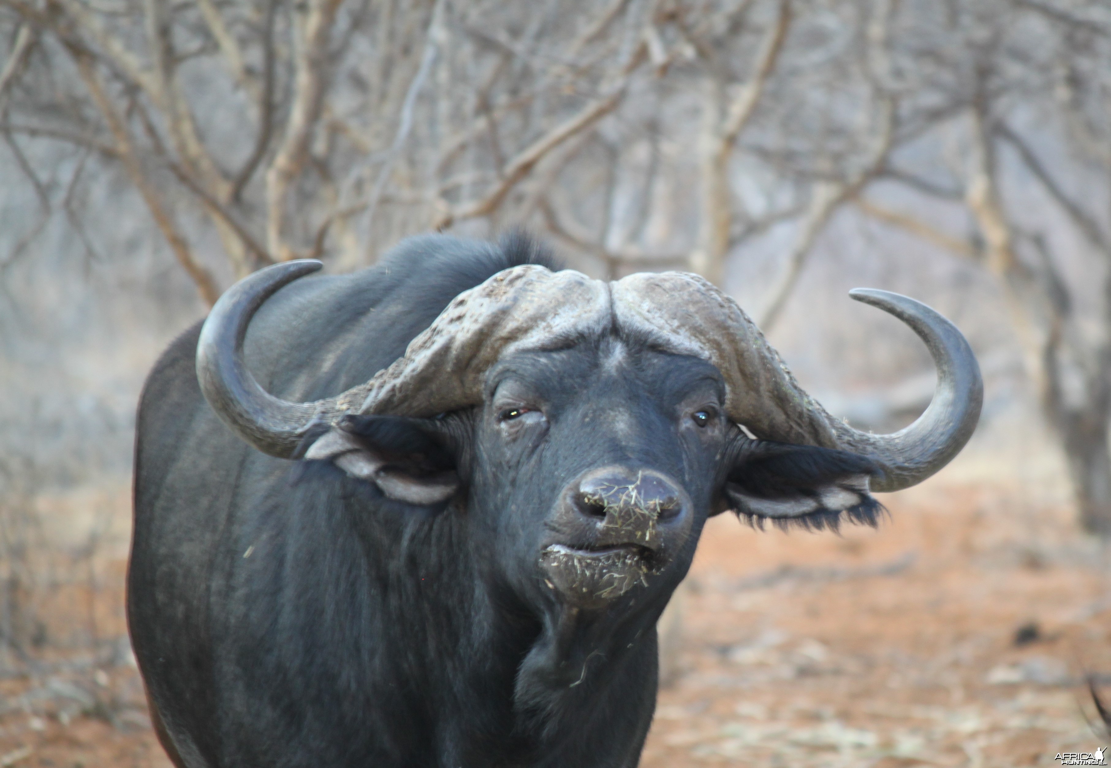 Cape Buffalo Limcroma Safaris
