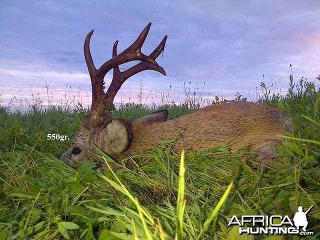 550gr. Roe Deer