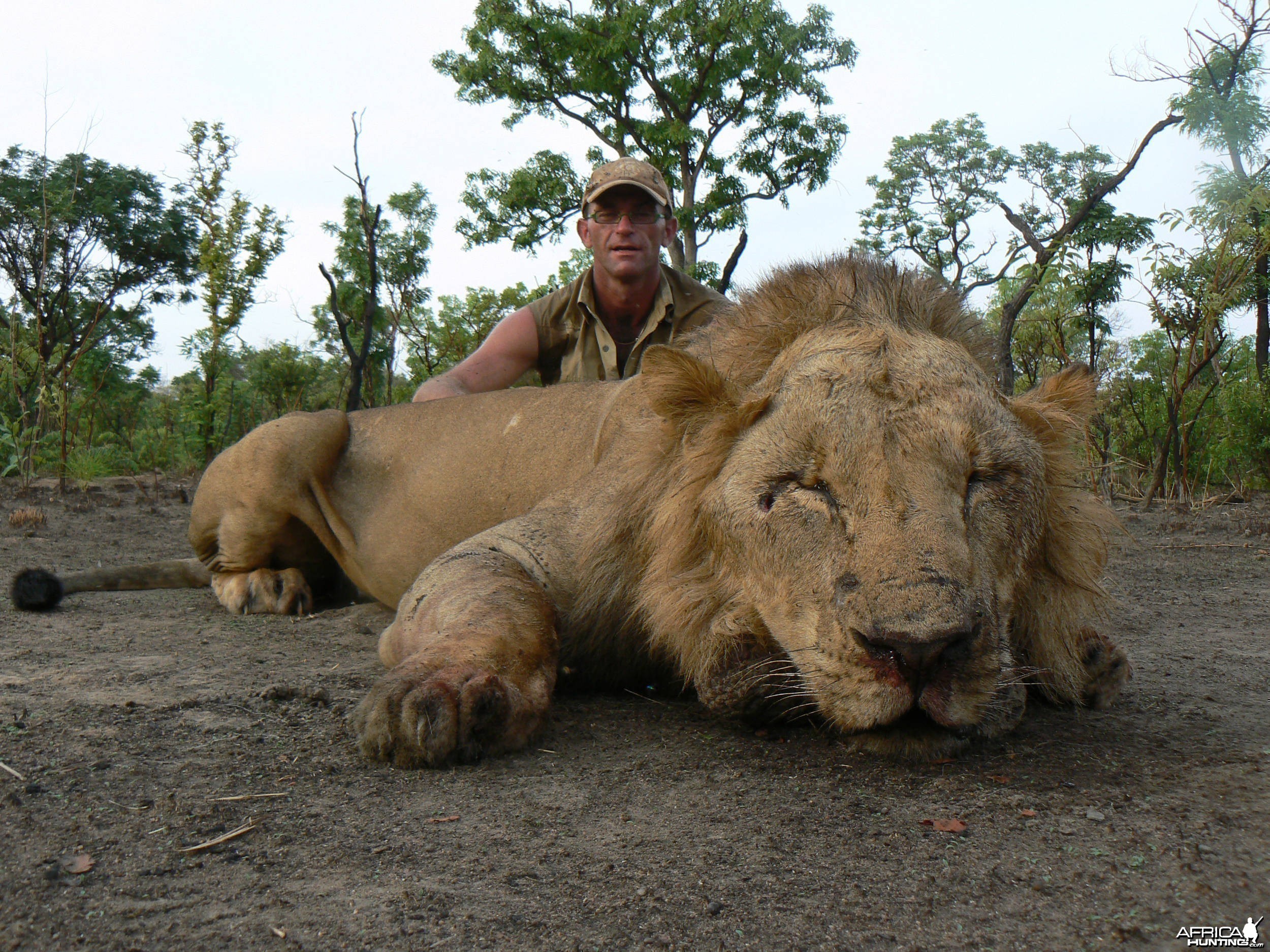 Lion hunt in Central Africa