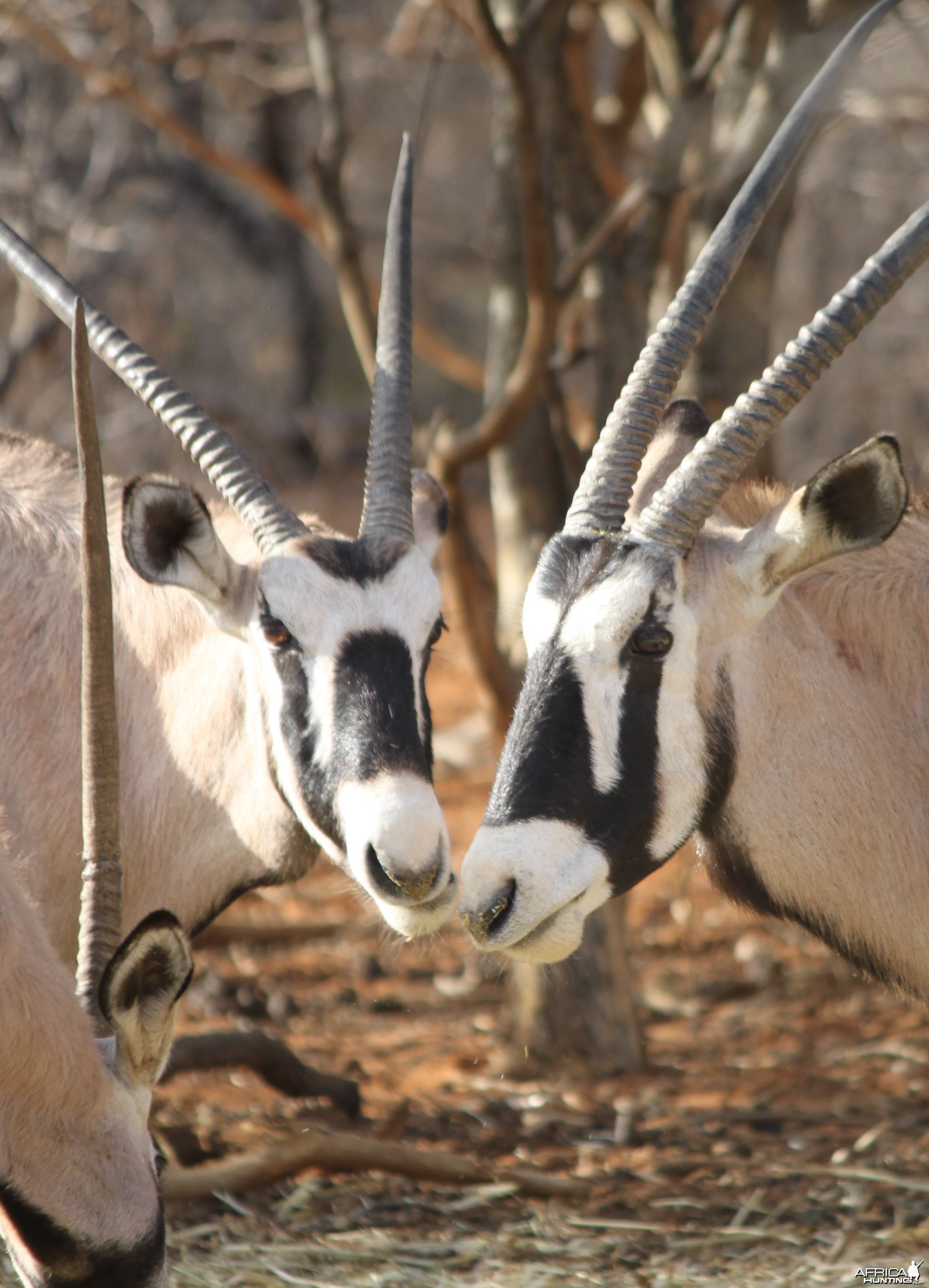 Gemsbok pair Limcroma Safaris 2015