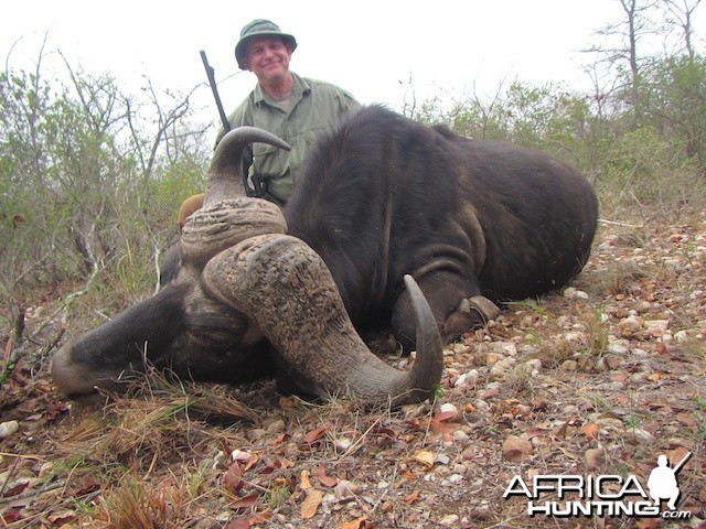 Spear Safari Buffalo