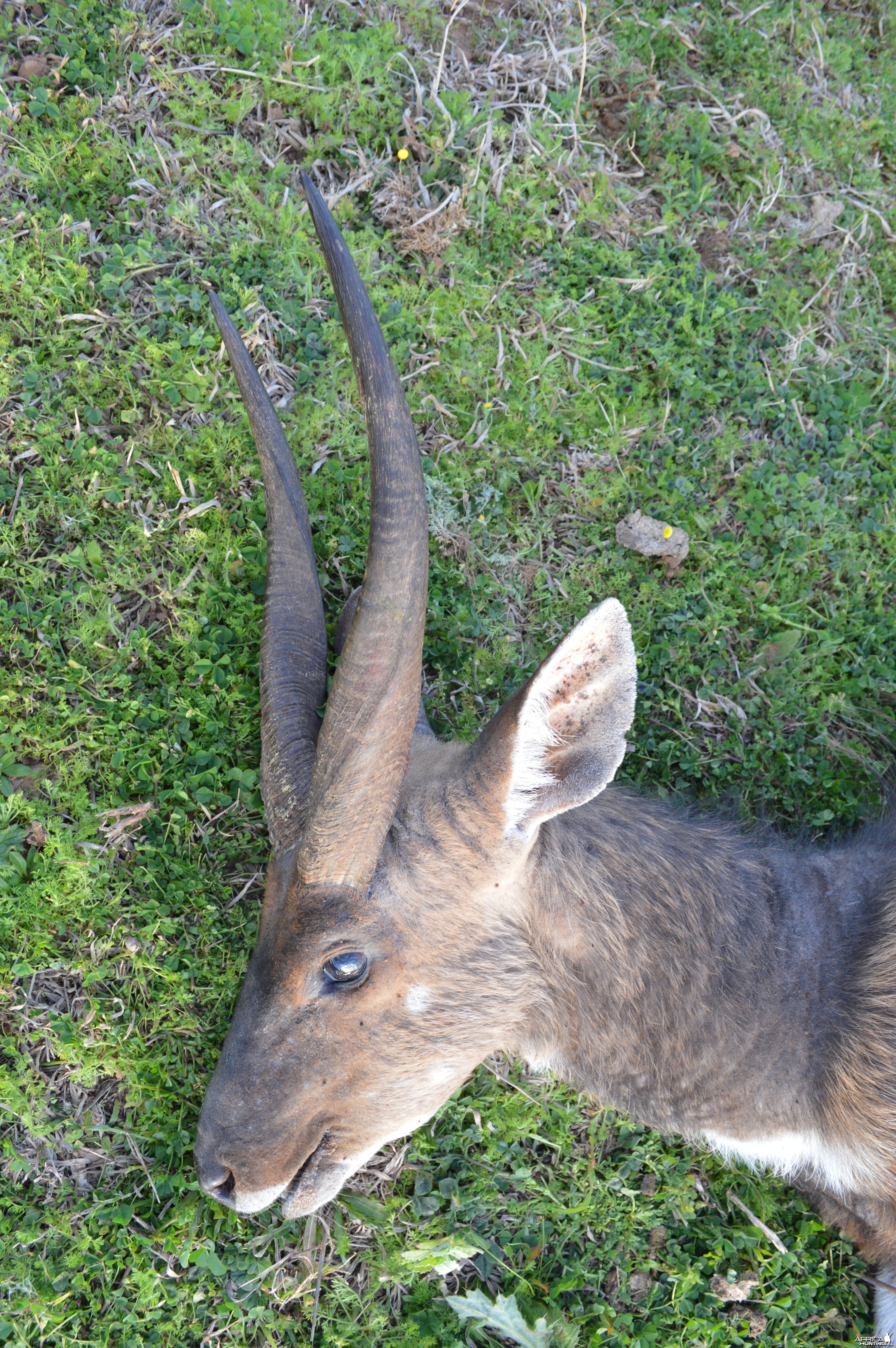 Big Cape Bushbuck