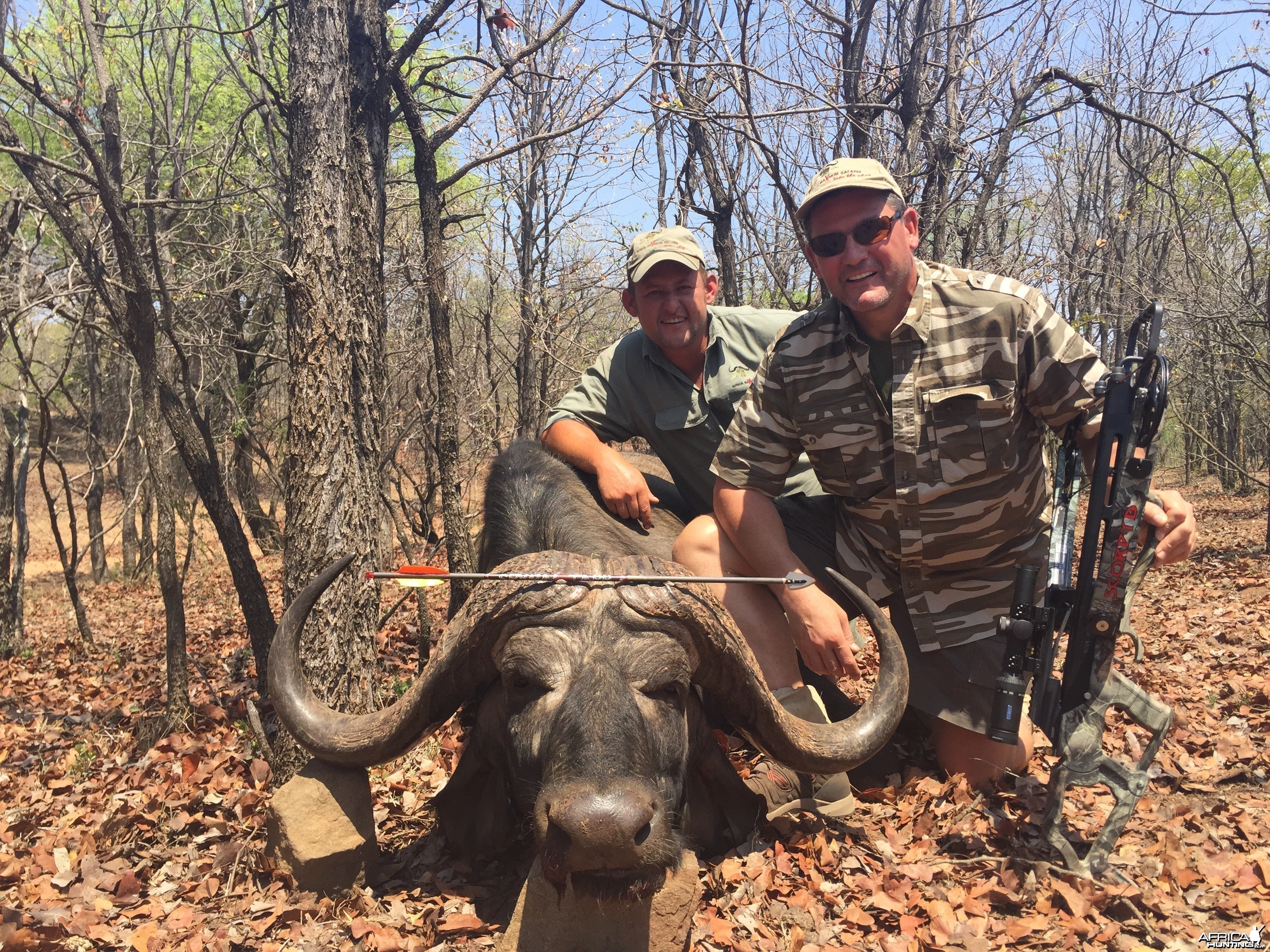 Crossbow Cape Buffalo