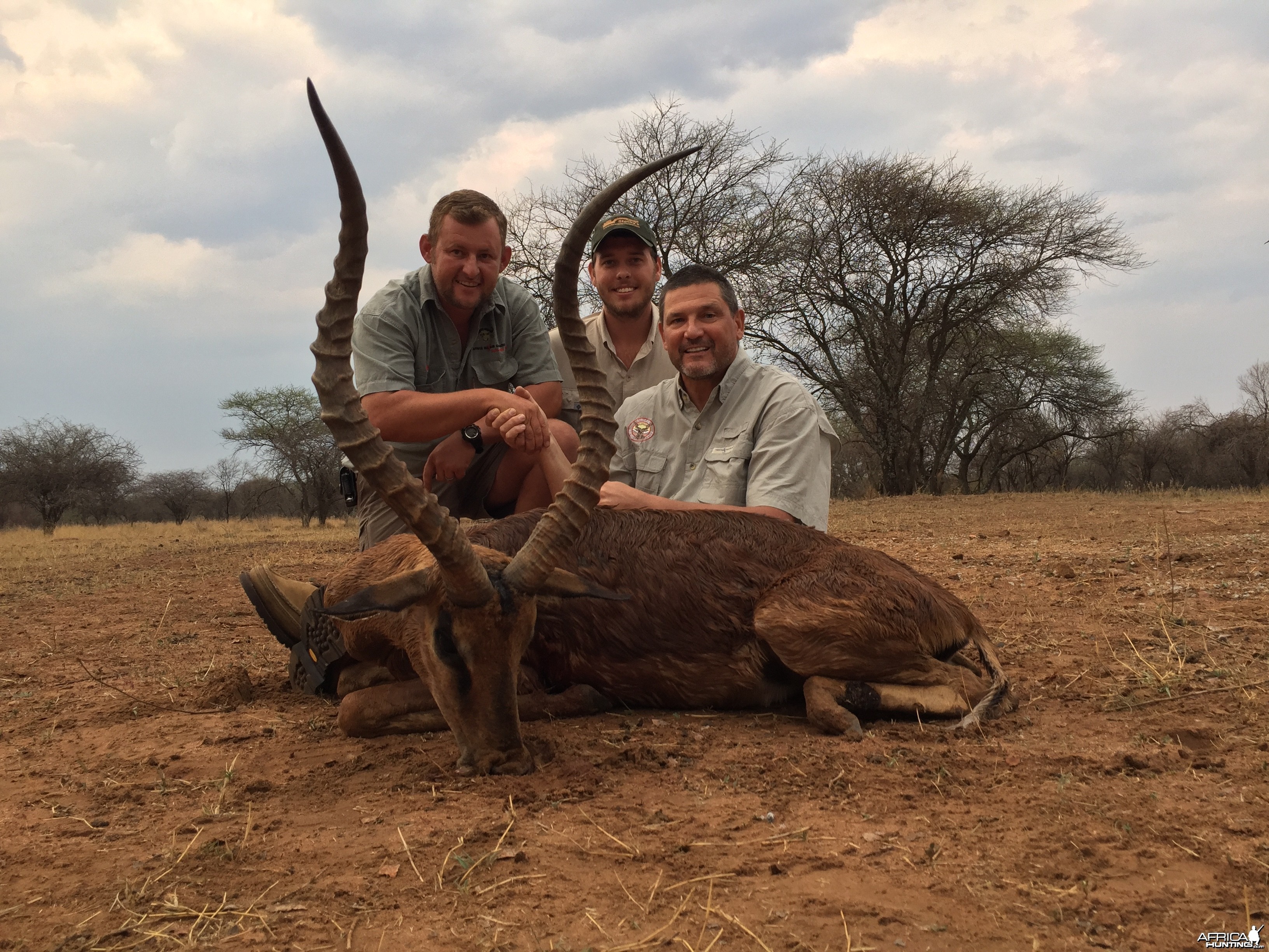 Huge Crossbow Impala